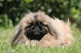 PEKINOIS 156